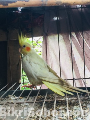 Cocataile Heavy preal female